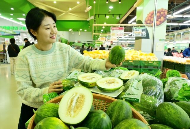 서울 서초구 농협 하나로마트 양재점에서 고객이 파파야 멜론을 고르고 있다. /농협유통