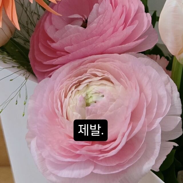 방송인 겸 성우 서유리가 게재한 사진/서유리 소셜미디어